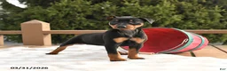Miniature Pinscher dogs for sale: Twinkle - Ad 2