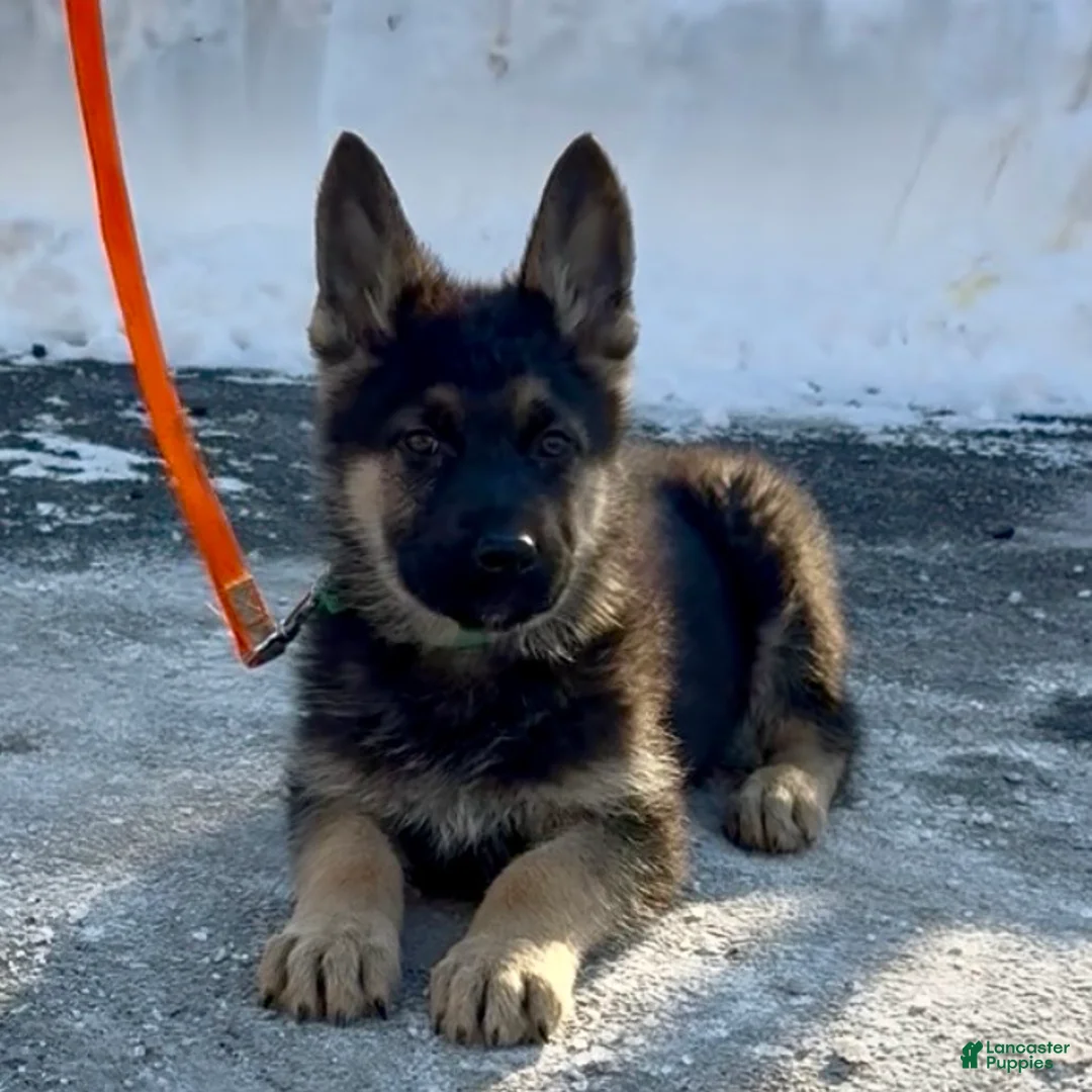 German Shepherd dogs for sale: SWAYZE - Ad 1