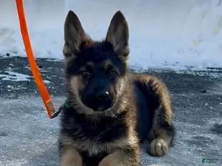 German Shepherd dogs SILAS - Ad 2