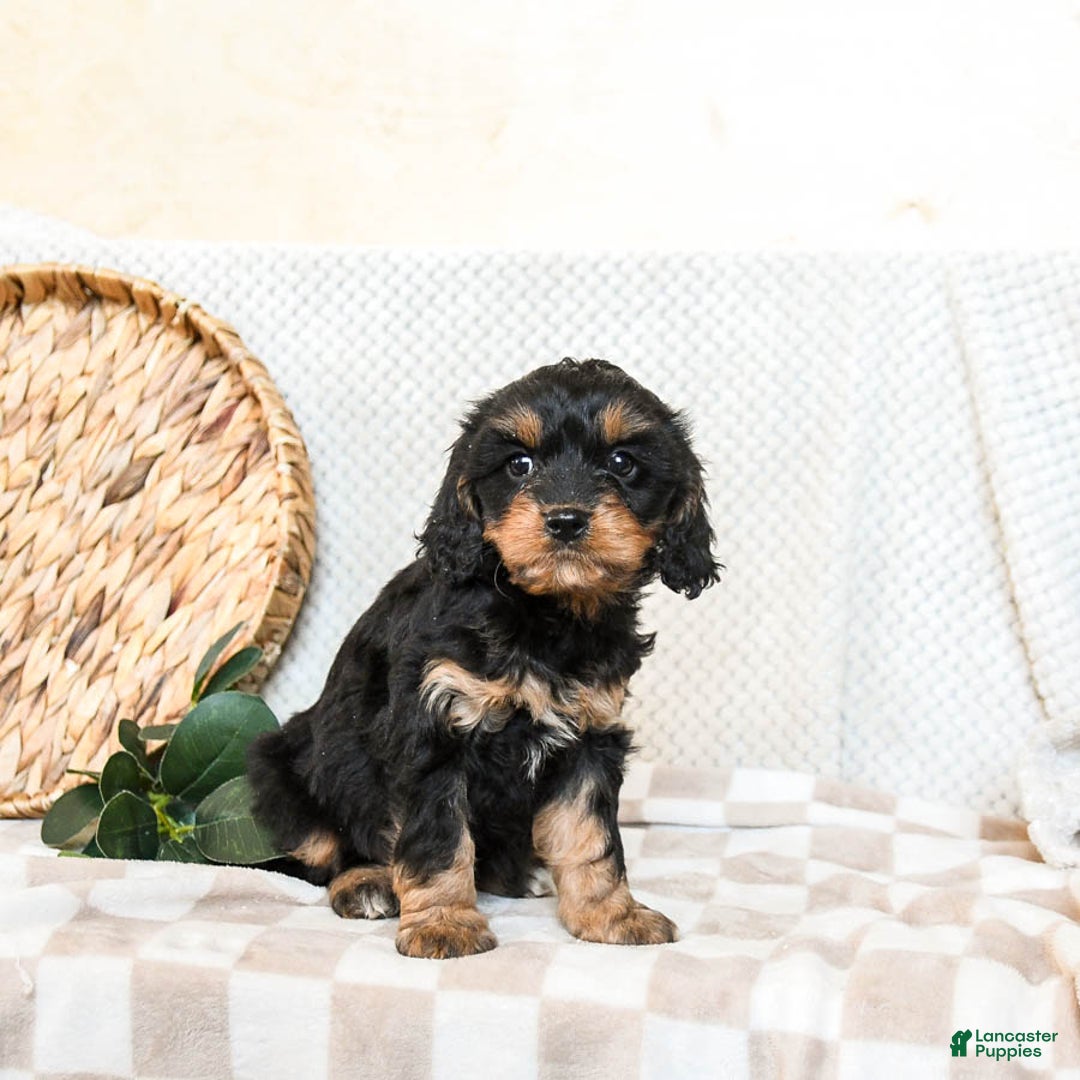 Cavapoo dogs for sale: Patches - Ad 2