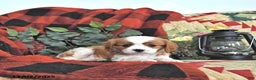 Cavalier King Charles Spaniel dogs for sale: Taffy - Ad 1