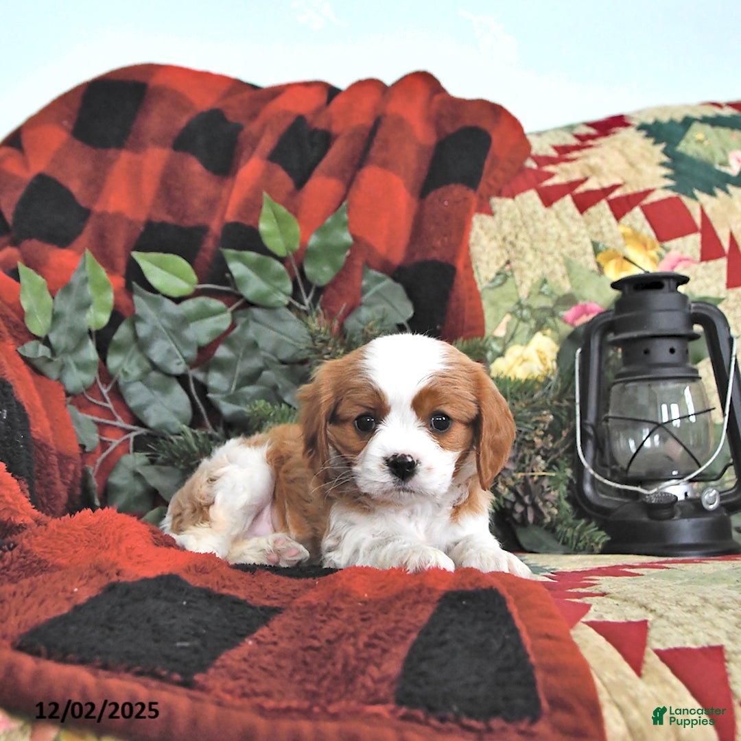 Cavalier King Charles Spaniel dogs for sale: Taffy - Ad 1