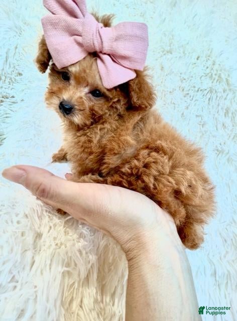 Toy Poodle dogs Toy Poodle Puppy 1 - Ad 5