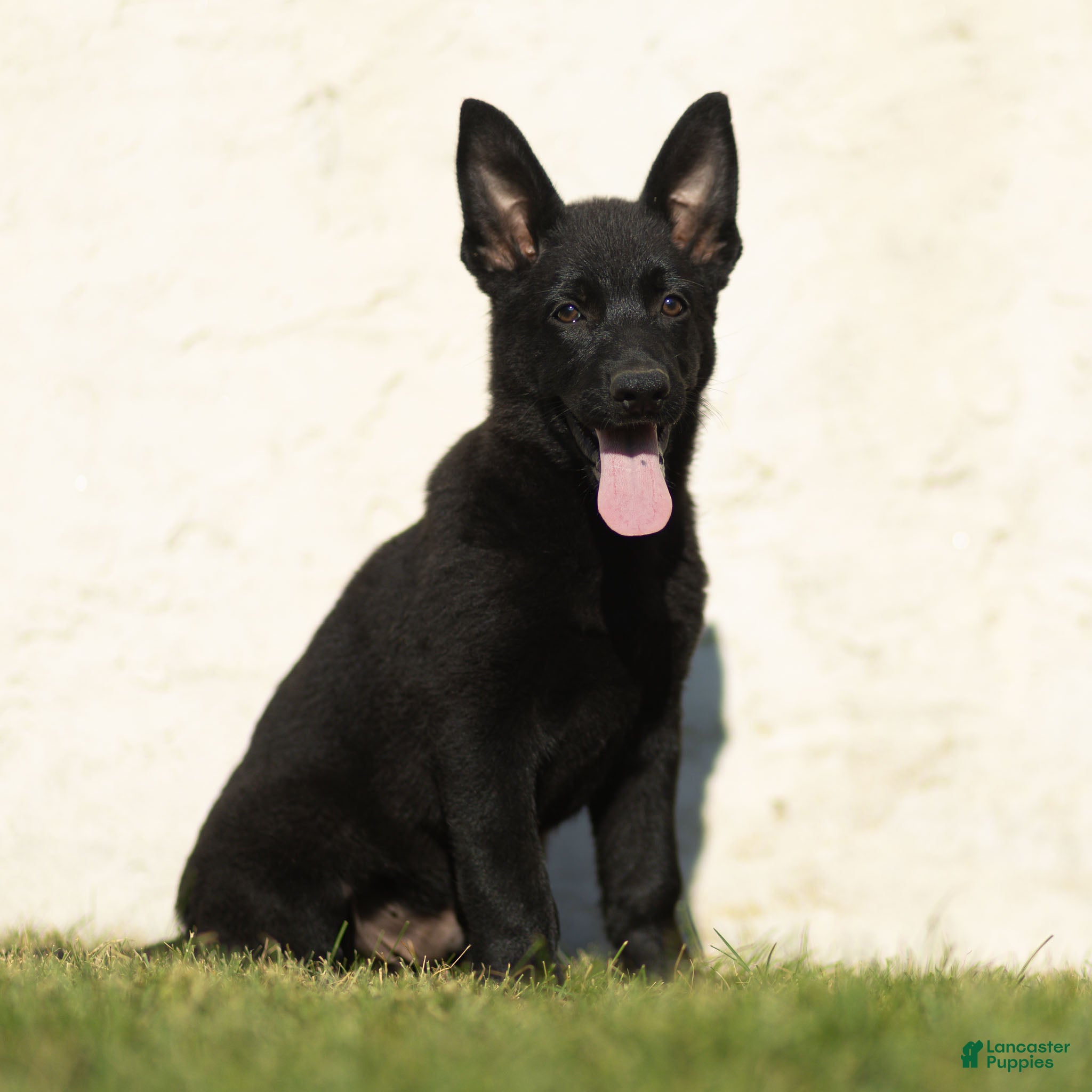 German Shepherd dogs Forrest German Shepherd  - Ad 2