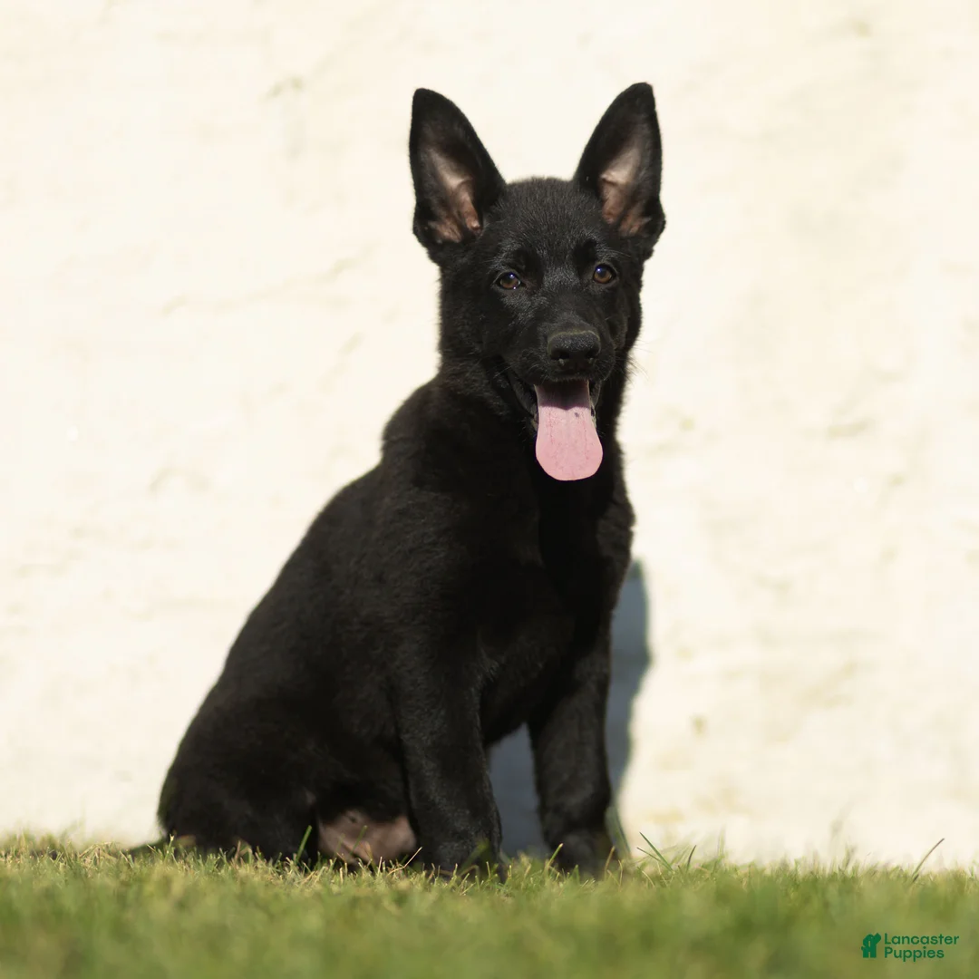 German Shepherd dogs for sale: Forrest German Shepherd  - Ad 2
