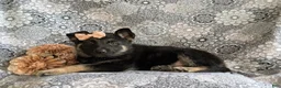 Mixed Breed dogs for sale: Brandy - Ad 4