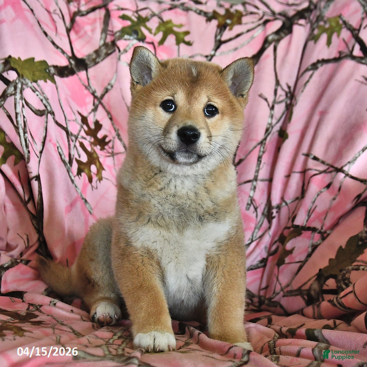 Shiba Inu dogs Riley Jake - Ad 1