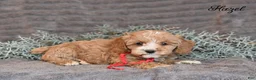 Cockapoo dogs for sale: Hazel - Ad 5