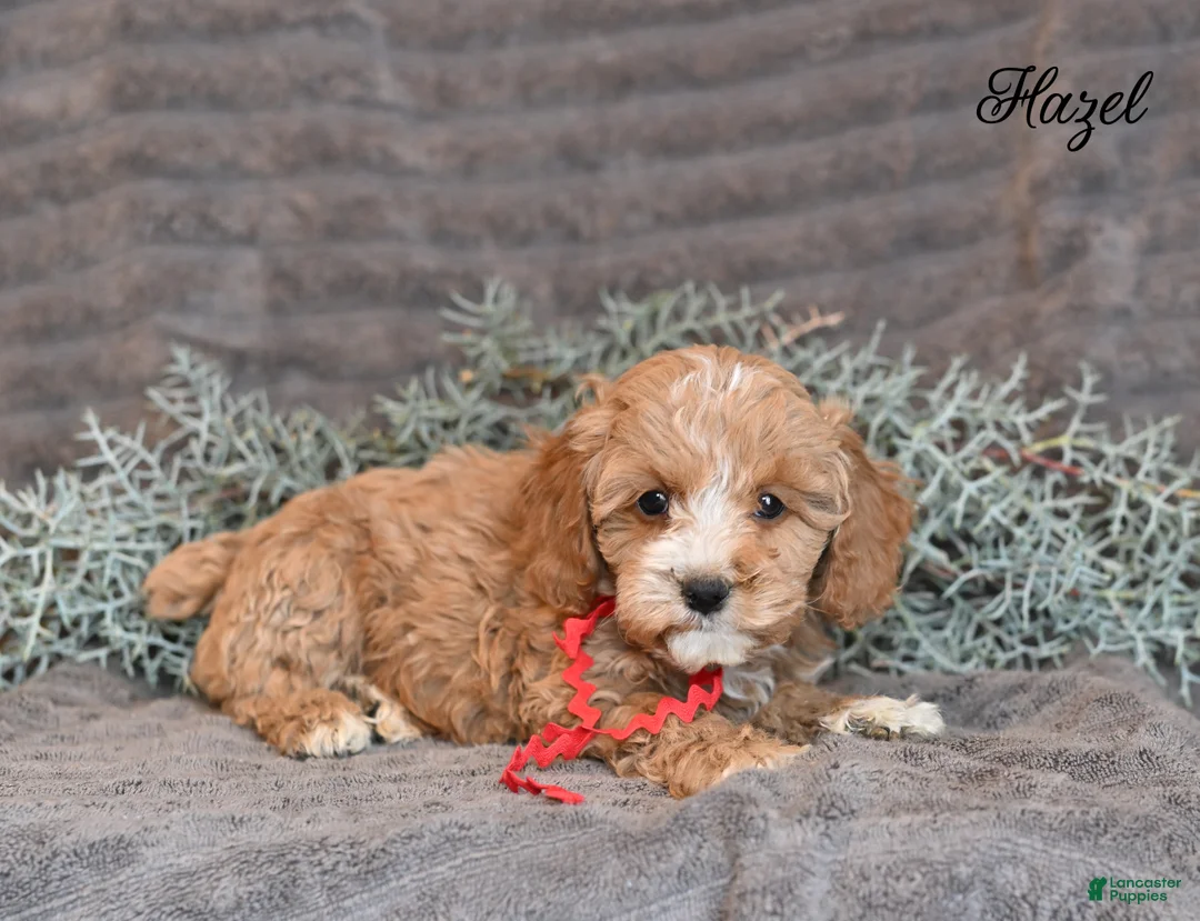 Cockapoo dogs for sale: Hazel - Ad 5