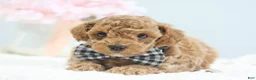 Toy Poodle dogs for sale: Clay - Ad 4