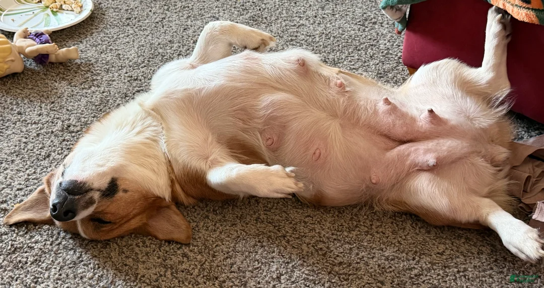 Welsh Corgi Pembroke dogs for sale: Corgi, blue - Ad 6