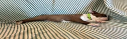 Boston Terrier dogs for sale: Caramba - Ad 4