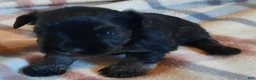 Miniature Schnauzer dogs for sale: Boy 1 - Ad 14