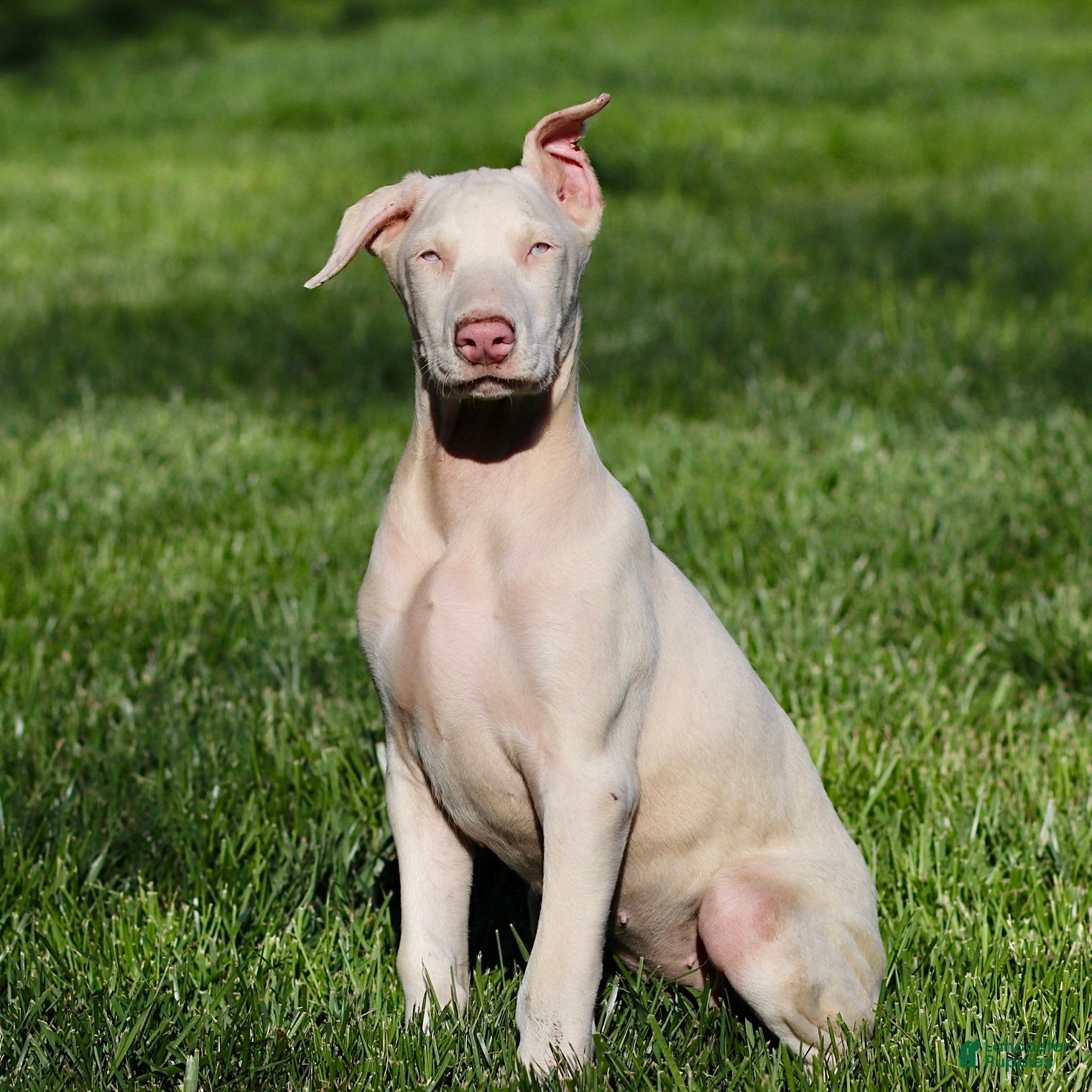 Doberman Pinscher dogs White Doberman Pinscher - Ad 1
