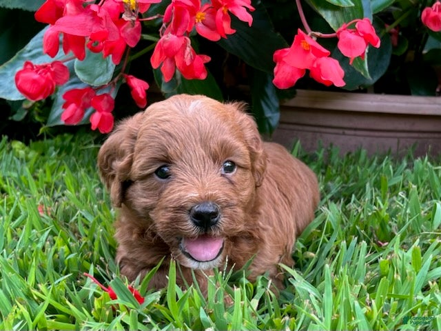 Mini Goldendoodle dogs Poppi - Ad 1