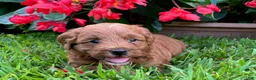 Mini Goldendoodle dogs for sale: Poppi - Ad 1