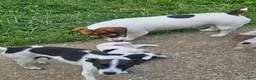 Jack Russell Terrier dogs for sale: Kamikazi - Ad 6