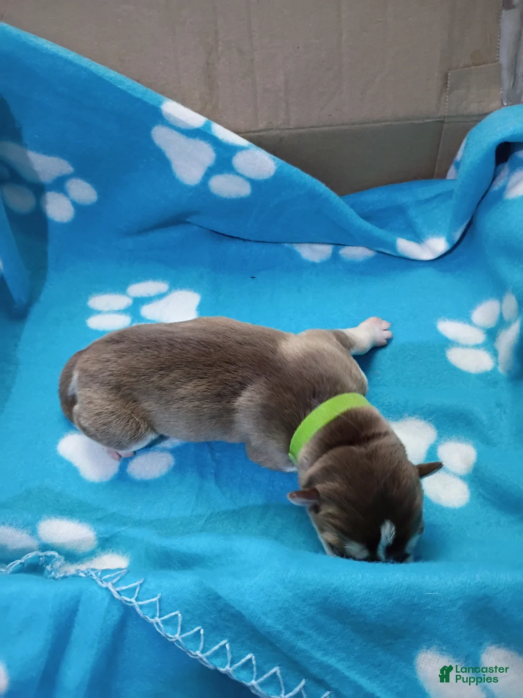 Siberian Husky dogs for sale: Light Green Collar 2nd Born - Temp Name Greene - Ad 2