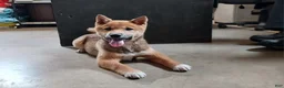 Shiba Inu dogs for sale: Blake - Ad 2