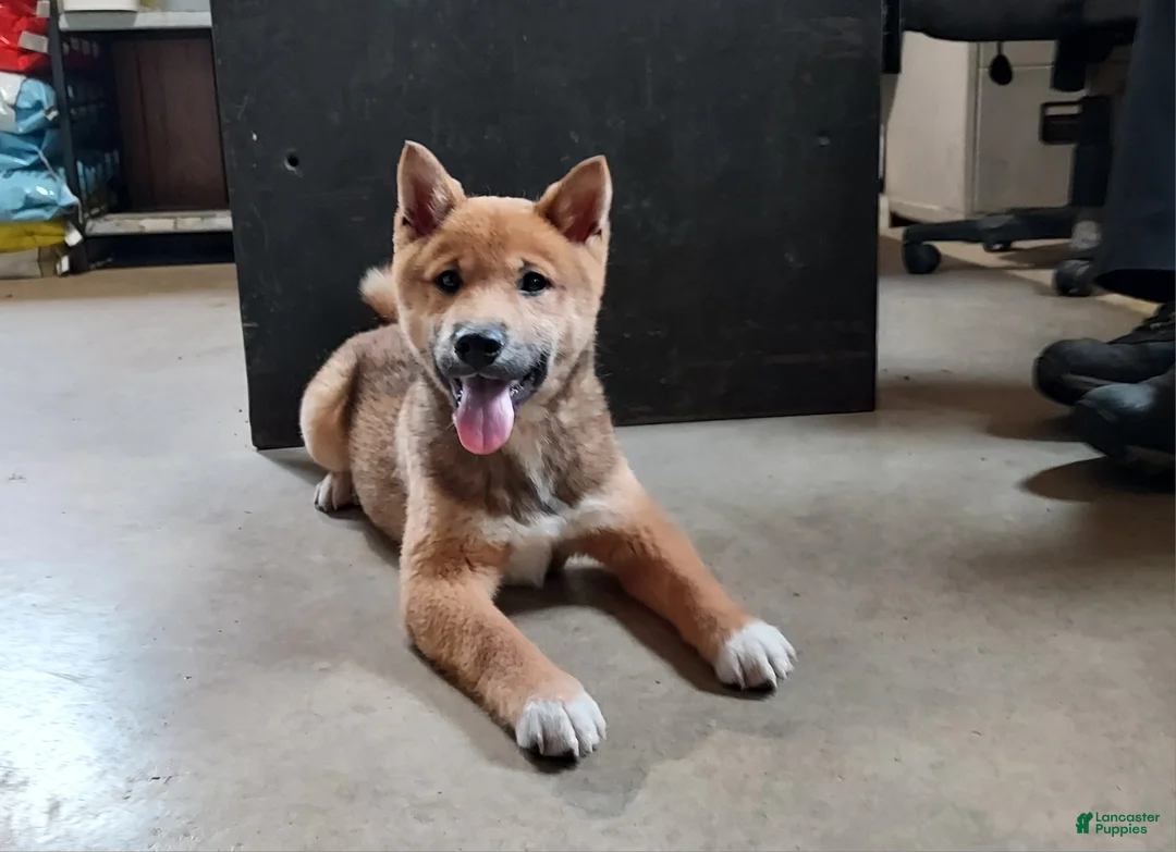 Shiba Inu dogs for sale: Blake - Ad 2