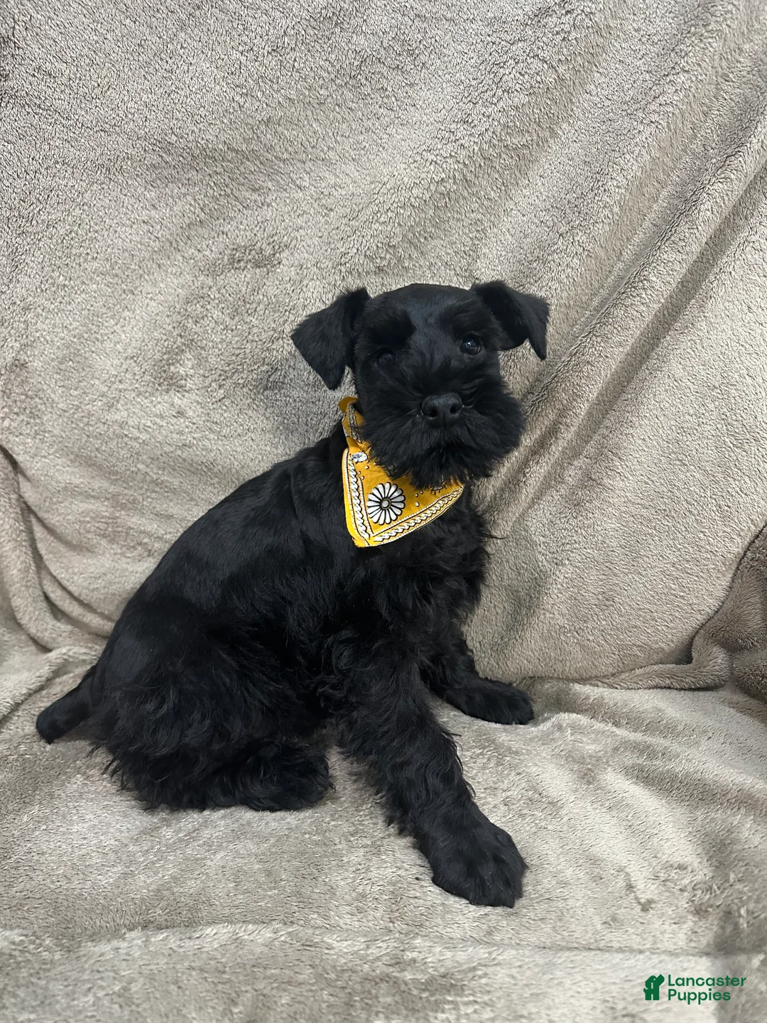 Miniature Schnauzer dogs for sale: Hunter - Ad 2