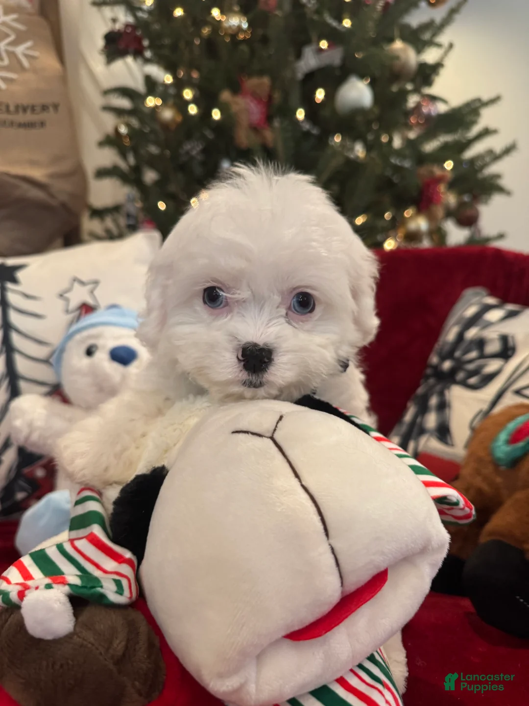 Cavapoo dogs for sale: Dolly - Ad 2