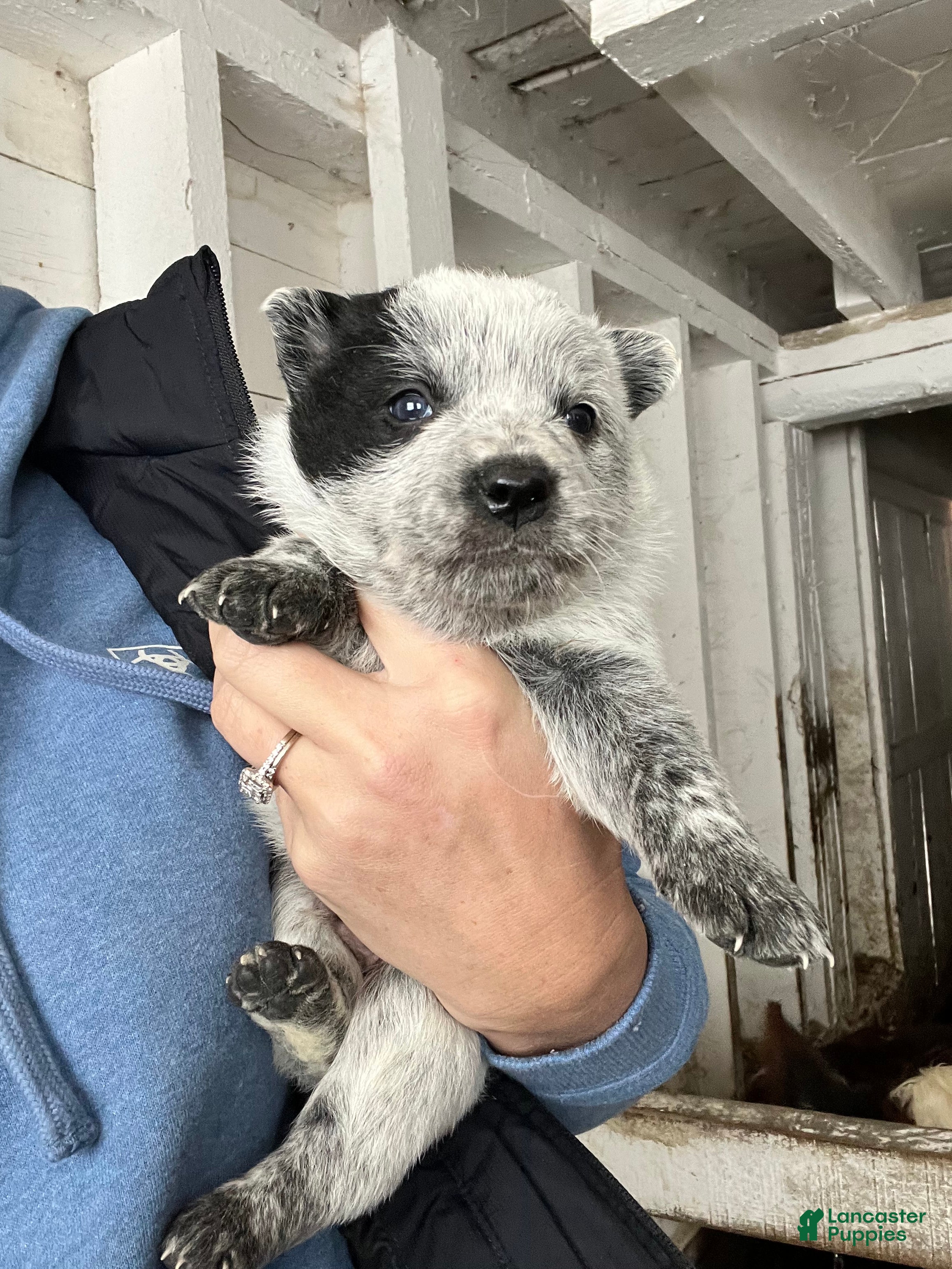 Australian Cattle Dog dogs Eli - Ad 29