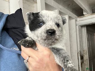 Australian Cattle Dog dogs Eli - Ad 9