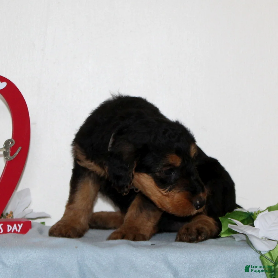 Airedale Terrier dogs for sale: Starlight  - Ad 3