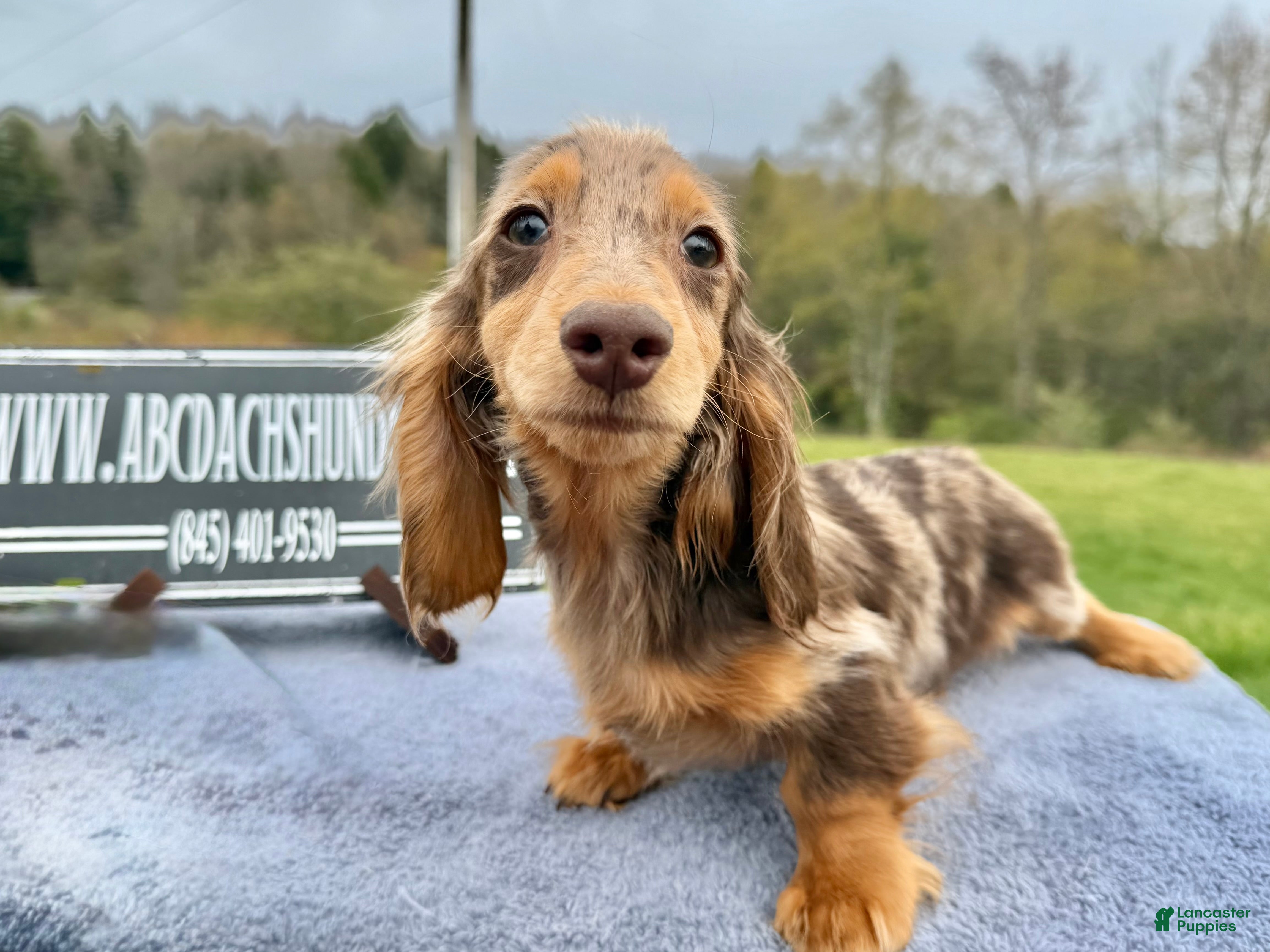 Miniature Dachshund dogs Import Show Boy Chocolate Dapple blue eye - Ad 19