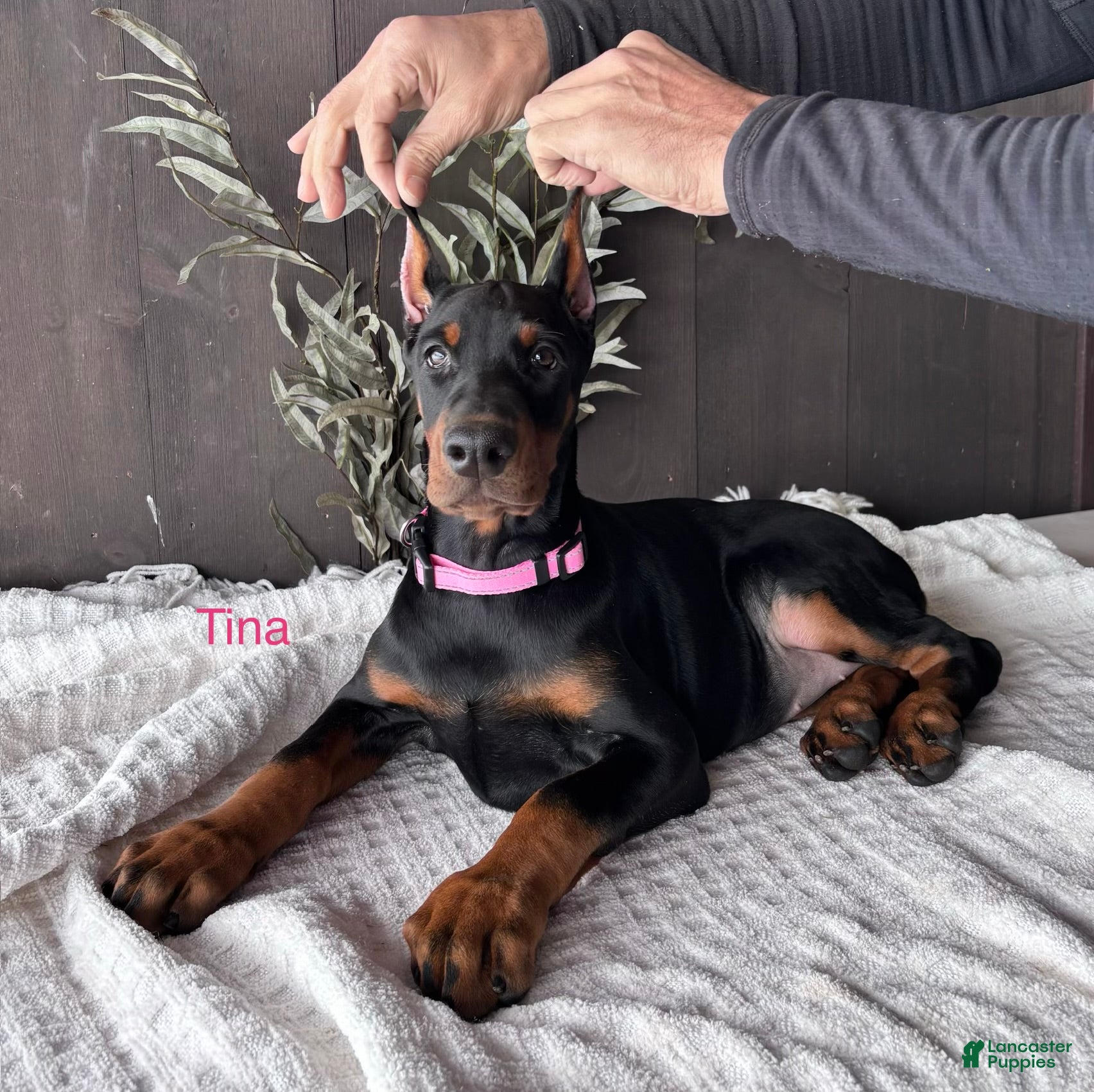 Doberman Pinscher dogs Doberman Pinscher Puppy 1 - Ad 19