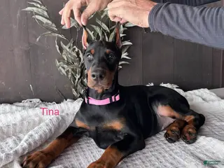 Doberman Pinscher dogs Doberman Pinscher Puppy 1 - Ad 19