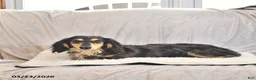 Miniature Dachshund dogs for sale: Sailor - Ad 7