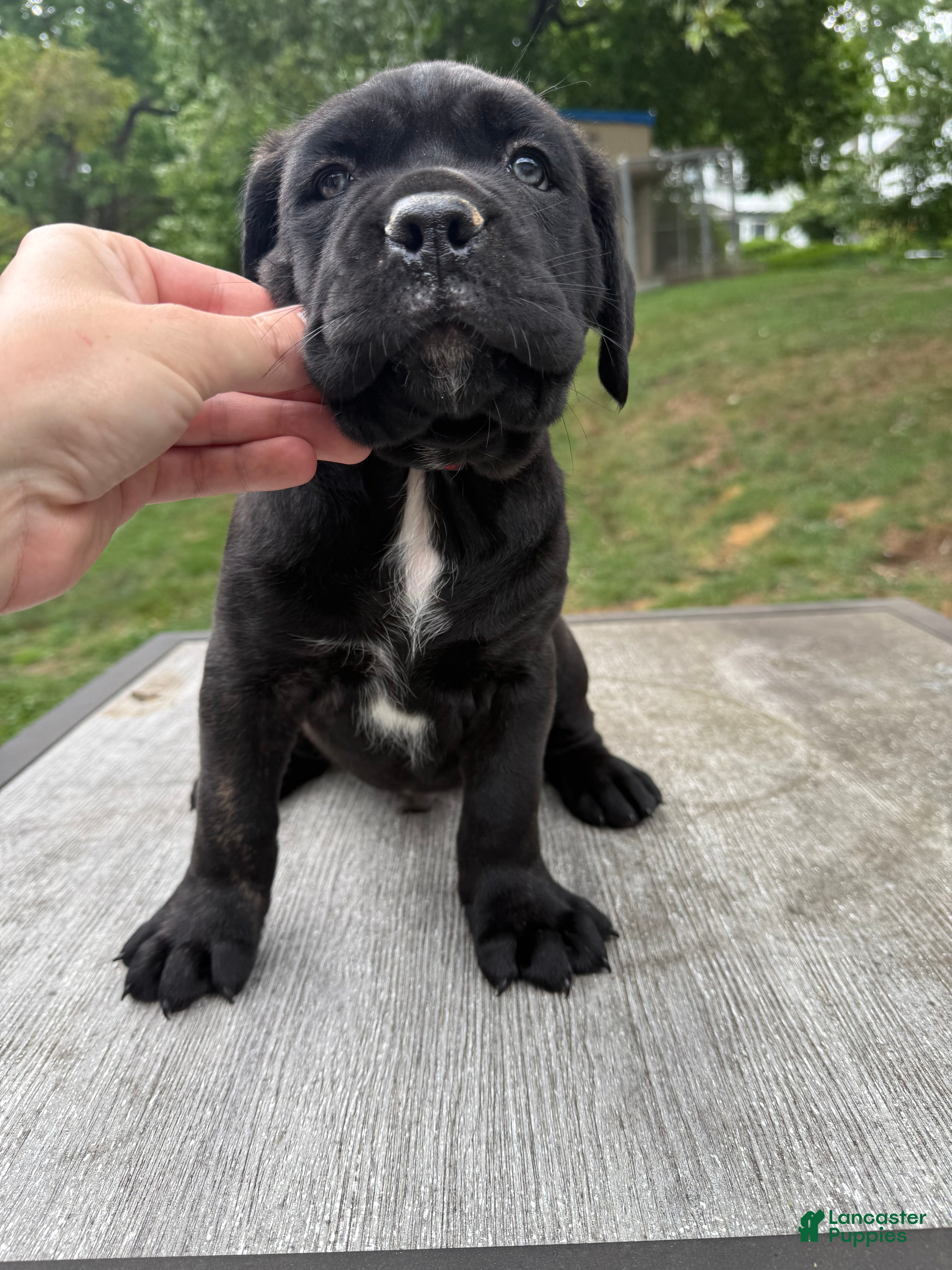 Cane Corso dogs Red collar - Ad 1