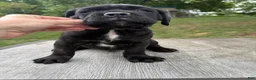 Cane Corso dogs for sale: Red collar - Ad 1