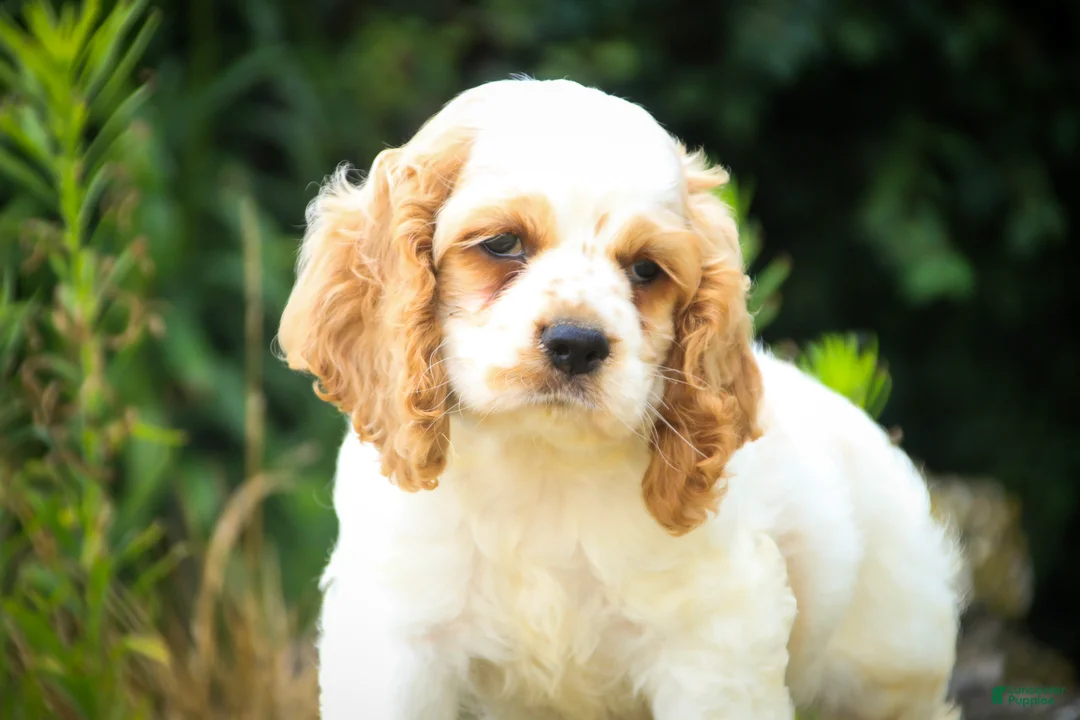 Cocker Spaniel dogs for sale: Angus Cocker Spaniel  - Ad 2