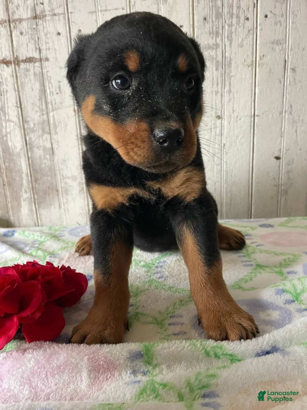 Rottweiler dogs for sale: Helga - Ad 4
