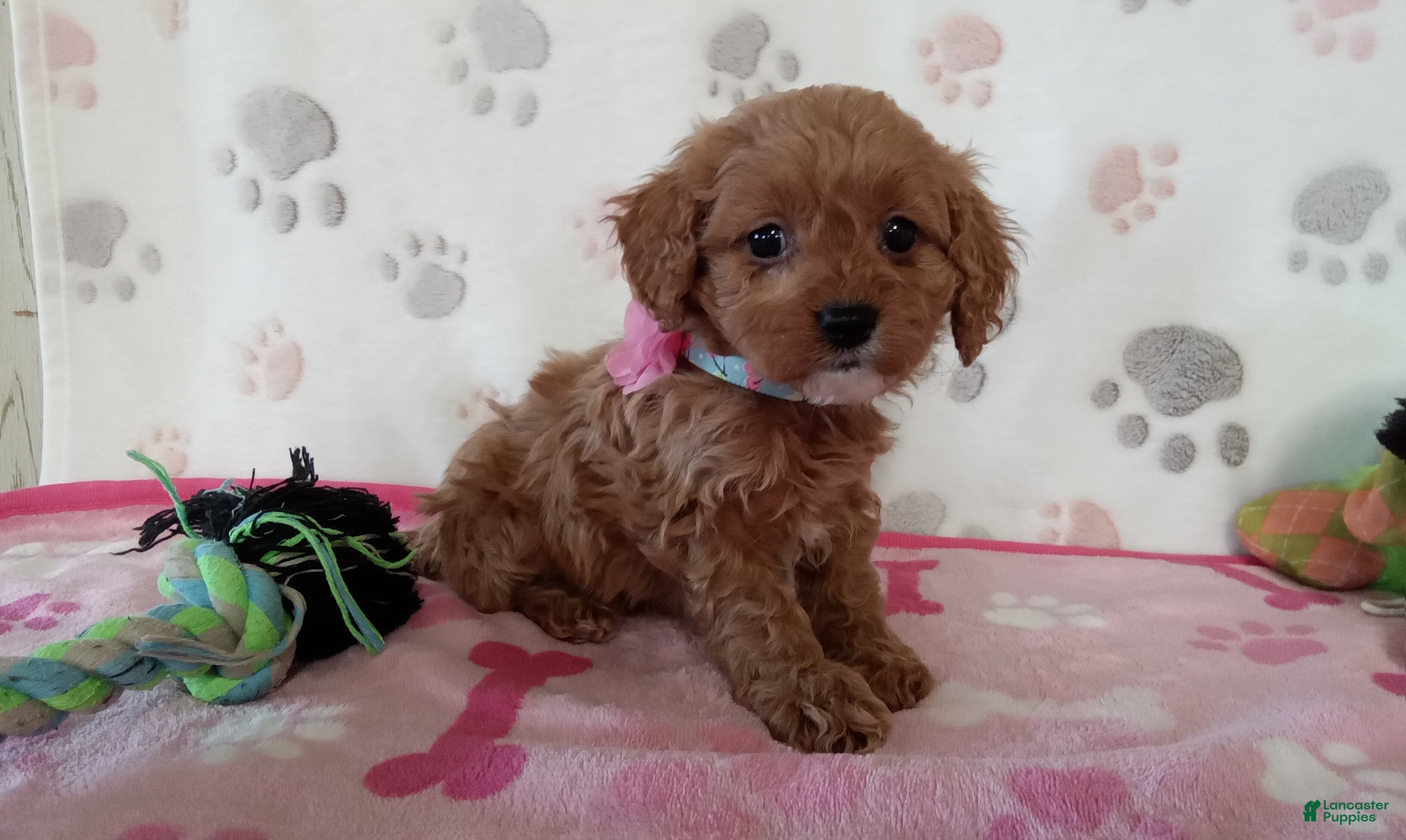 Cavapoo dogs Vicky  - Ad 2