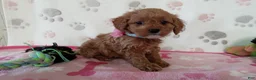 Cavapoo dogs for sale: Vicky  - Ad 2