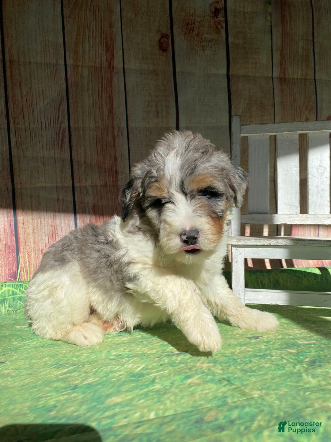 Mini Bernedoodle dogs for sale: Cowboy - Ad 4
