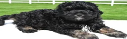 Mixed Breed dogs for sale: Zachery - Ad 4