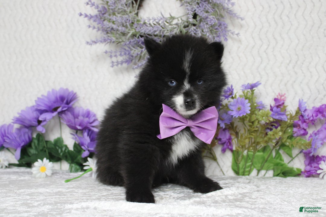 Pomsky dogs for sale: Luey  - Ad 5