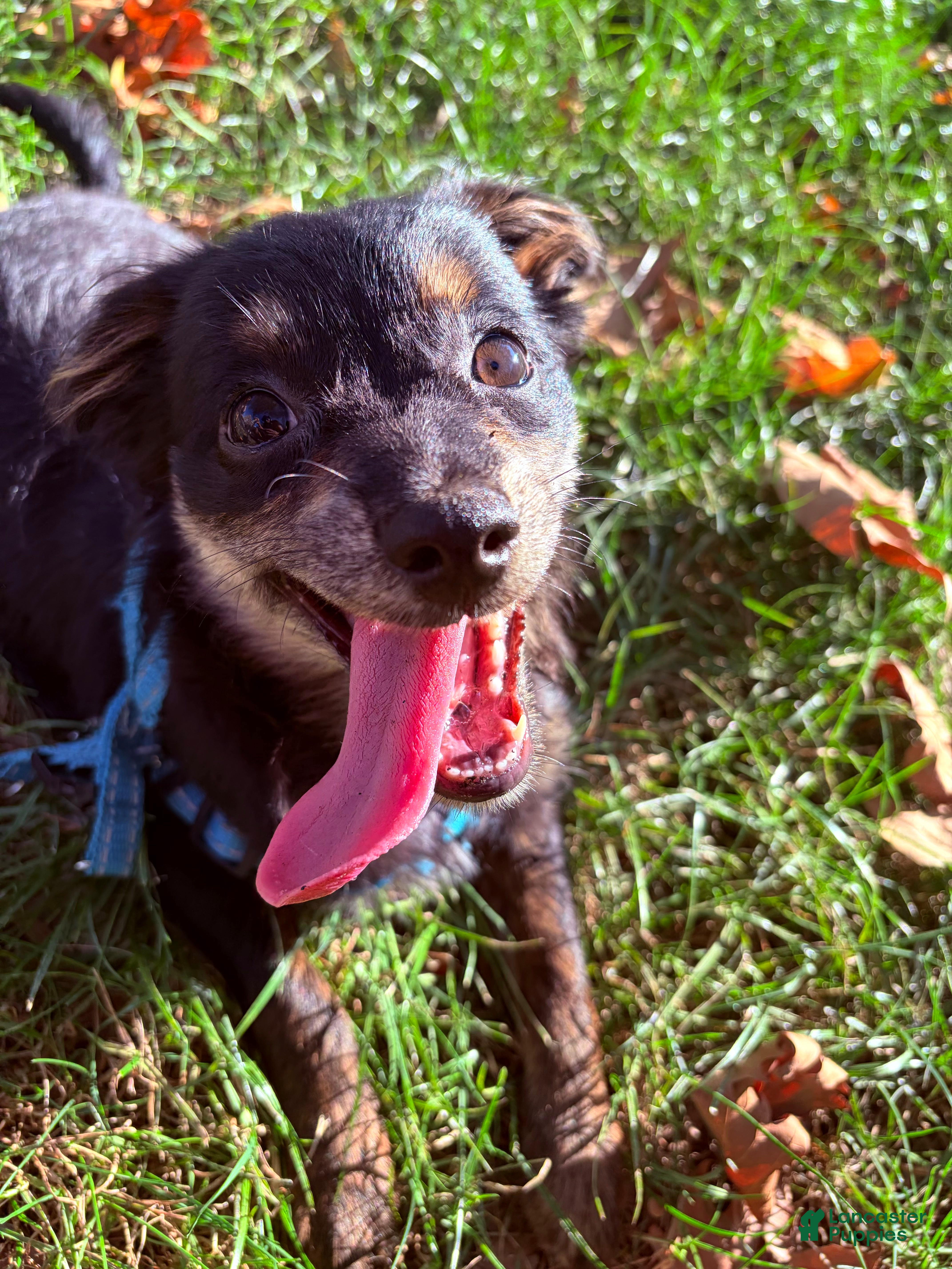 Pomapoo dogs for sale: Rico - Ad 1