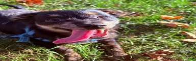Rico