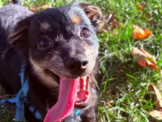 Pomapoo dogs Rico - Ad 7