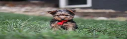 Yorkshire Terrier dogs for sale: Bo - Ad 8