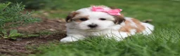 Morkie dogs for sale: Scarlett - Ad 5