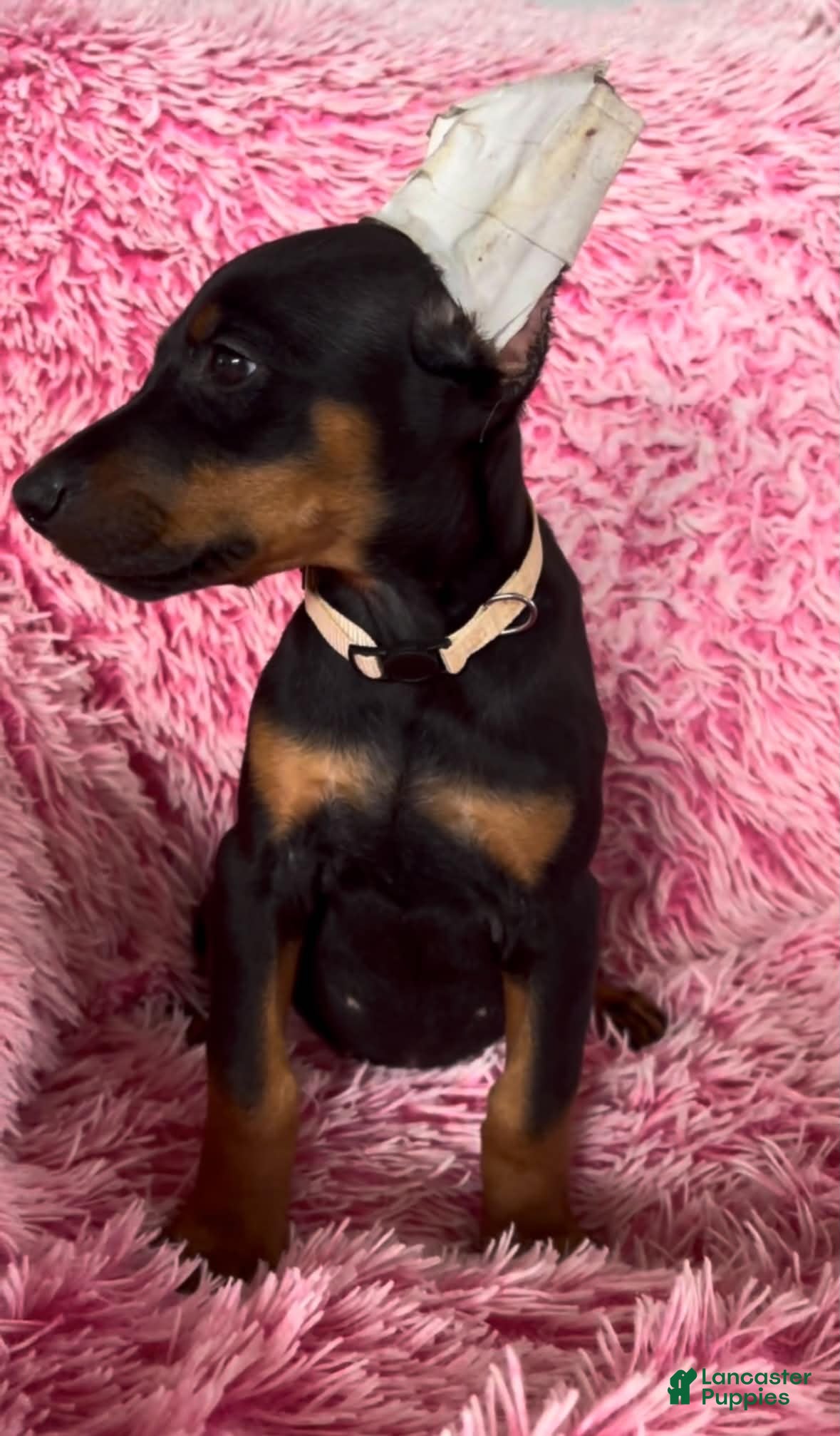 Doberman Pinscher dogs Doberman Pinscher 8 - Ad 26
