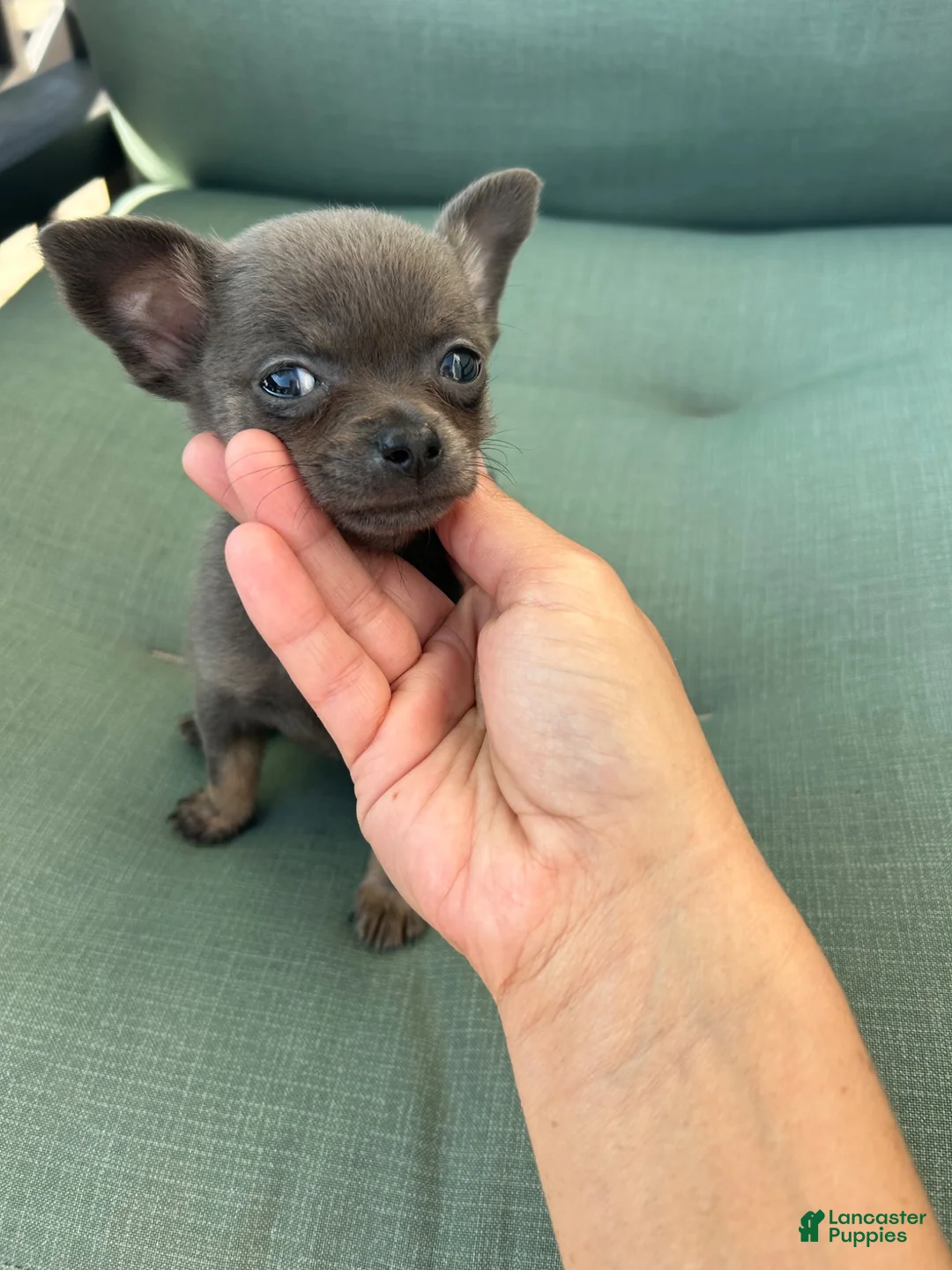 Chihuahua dogs for sale: Chihuahua 1 - Ad 2