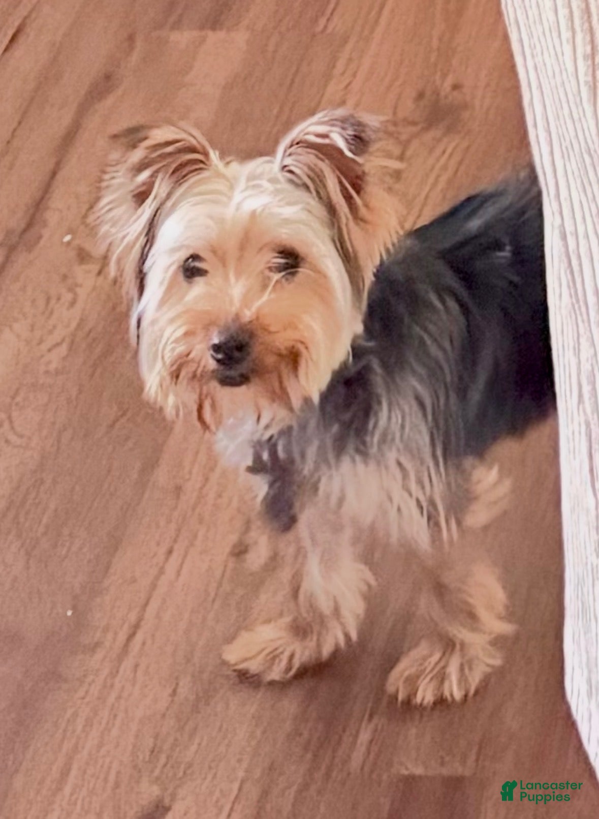 Yorkshire Terrier dogs Yorkshire Terrier Puppy 1 - Ad 34